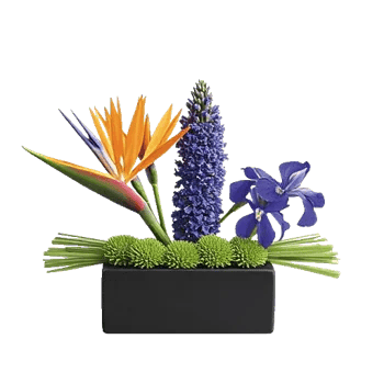 Minimalist White Orchids