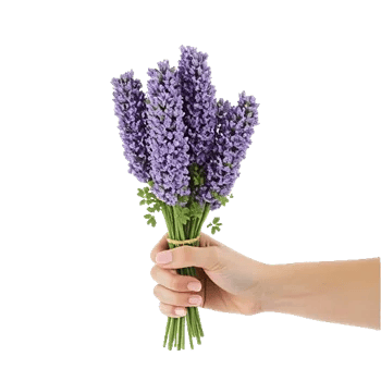 Lavender Bloom Grace