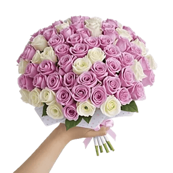 Pastel Pink Roses