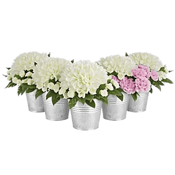 Elegant Calla Lilies