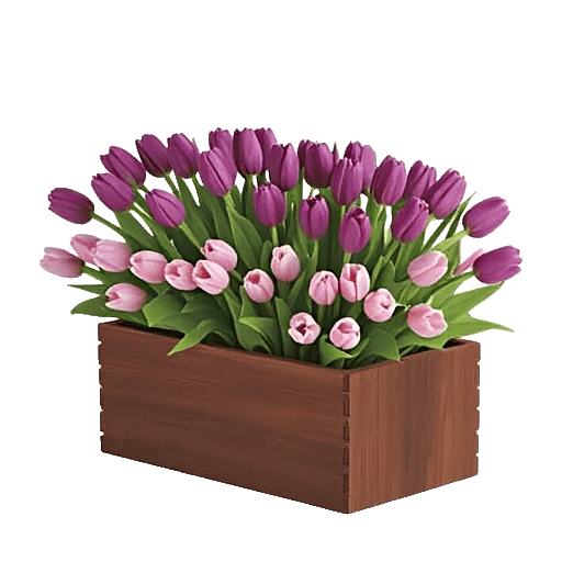 Velvet Tulip Display