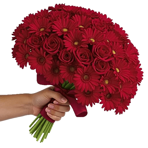 Crimson Rose Elegance