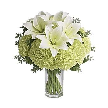 Ivory Blossom Radiance