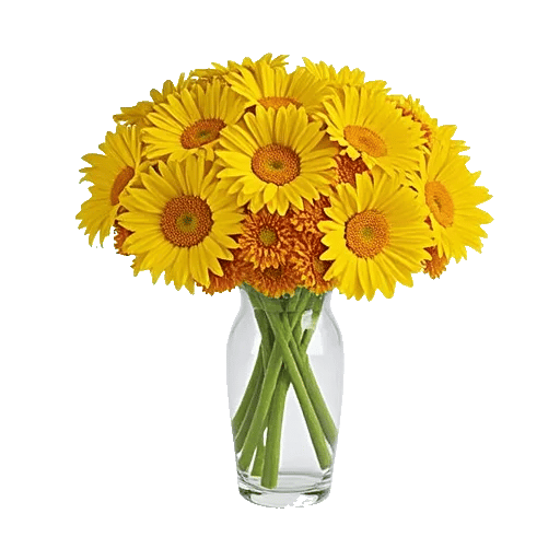 Enchanting Daisy Garden