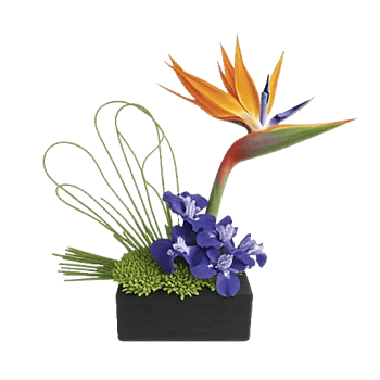 Minimalist White Orchids