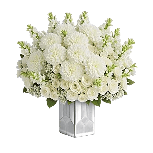 Ivory Blossom Radiance