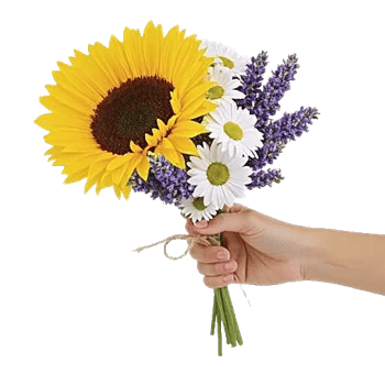 Twinkling Sunflower Dance