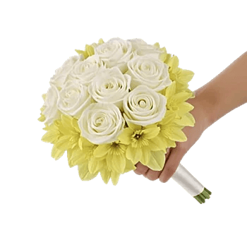 Blushing Rose Symphony