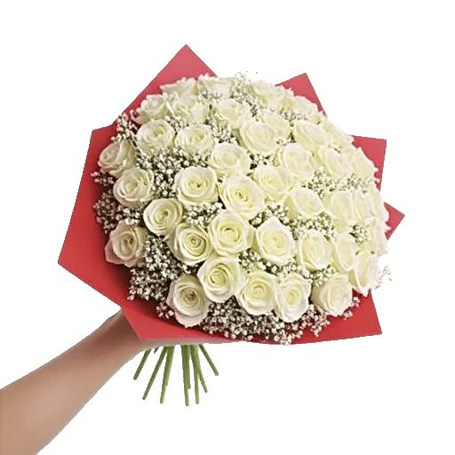 Blushing Rose Symphony