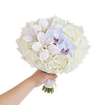 Minimalist White Orchids