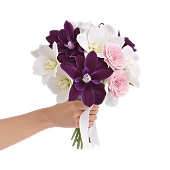 Serenity Orchid Bloom