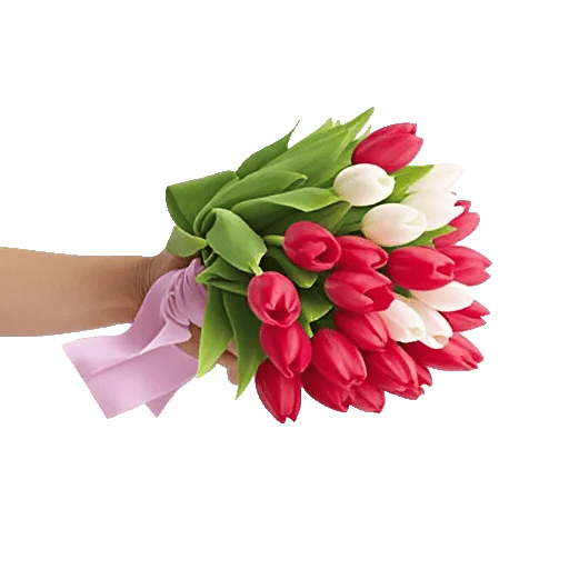 Scarlet Tulip Splendor