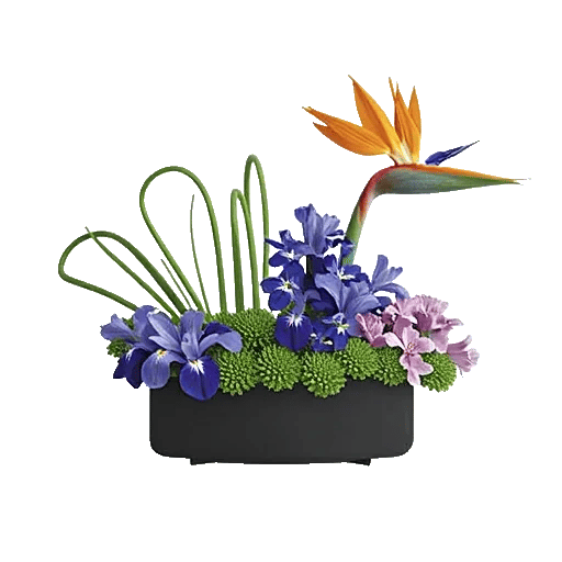 Minimalist White Orchids