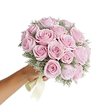 Pastel Pink Roses