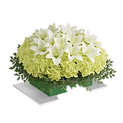 Ivory Blossom Radiance