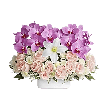 Orchid Bloom Cascade