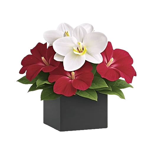 Modern White Orchids