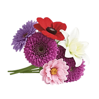 Blossom Petal Serenity