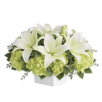 Minimalist White Orchids