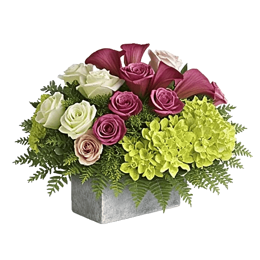 Elegant Calla Lilies