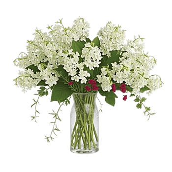 Ivory Blossom Radiance