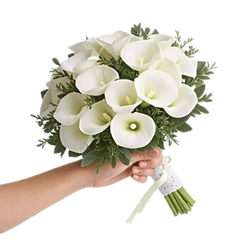 Elegant Calla Lilies