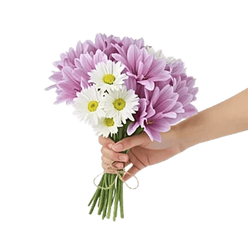 Petal Softness Display