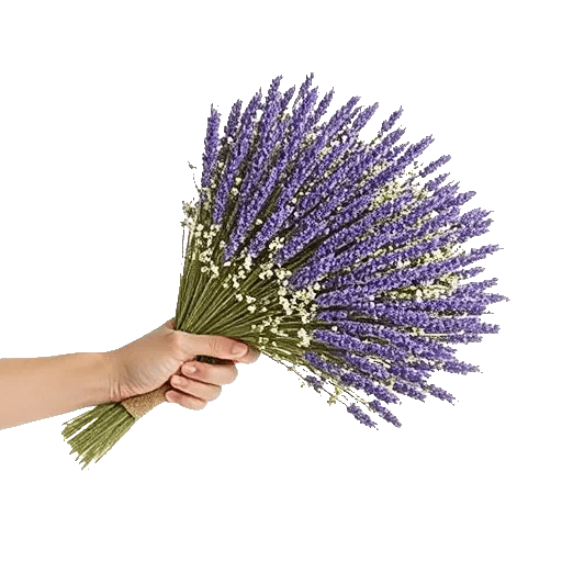 Lavender Bloom Grace