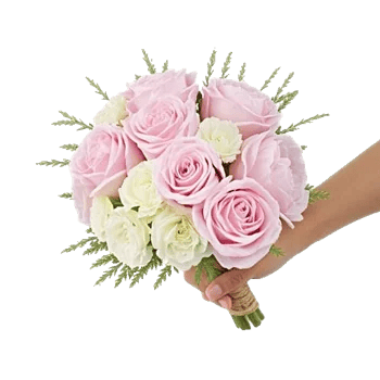Pastel Pink Roses
