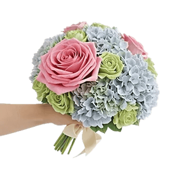 Blushing Rose Symphony