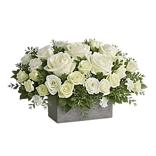 Modern White Orchids