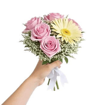 Pastel Pink Roses