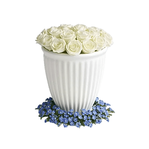 Elegant Blue Roses