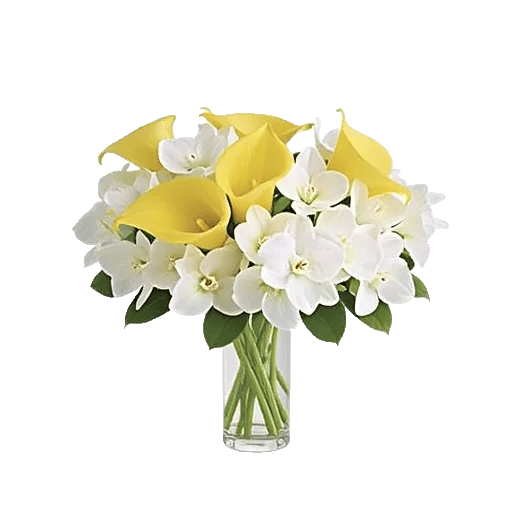 Elegant Calla Lilies