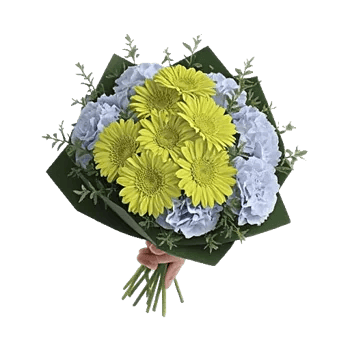 Serene Petal Harmony