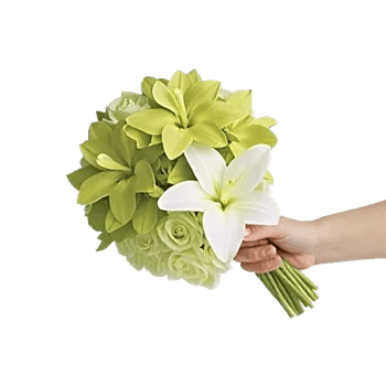 Serenity Orchid Bloom