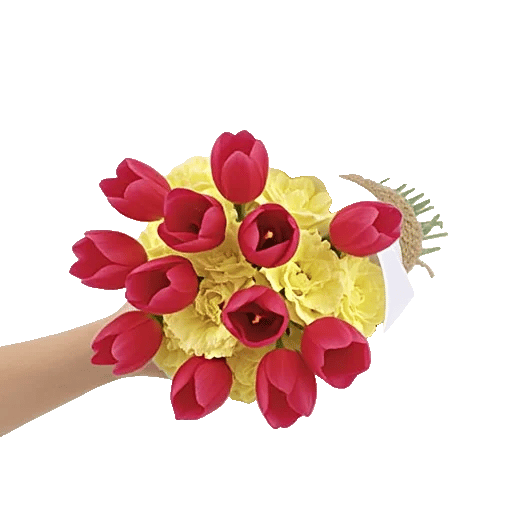 Scarlet Tulip Splendor