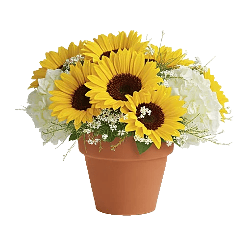 Amber Sunflower Glow