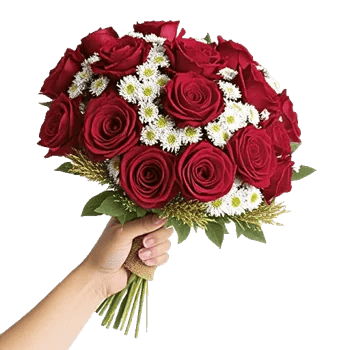 Blushing Rose Symphony