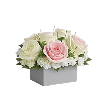 Minimalist White Orchids