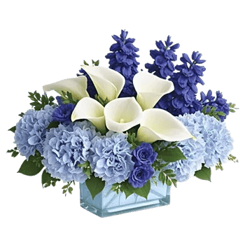 Elegant Calla Lilies