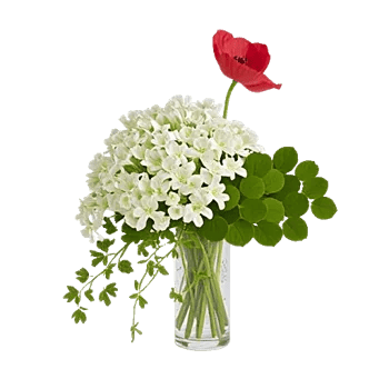 Ivory Blossom Radiance