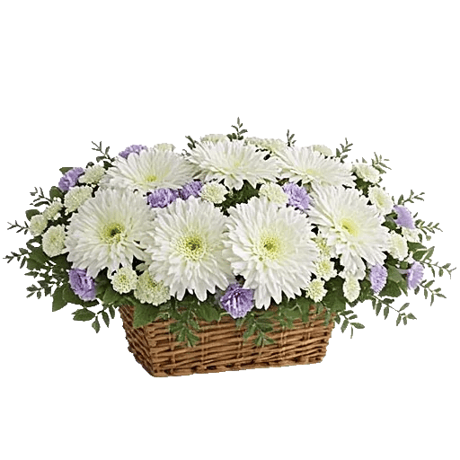 Minimalist White Orchids