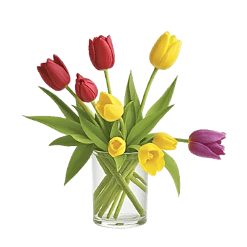 Velvet Tulip Display