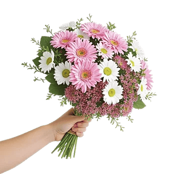 Pastel Pink Roses