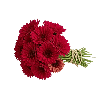 Crimson Rose Elegance