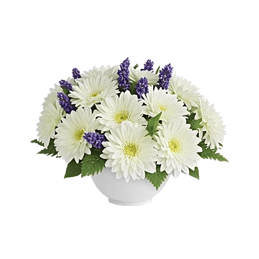 Modern White Orchids