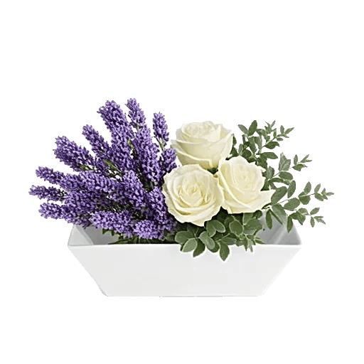 Lavender Bloom Grace