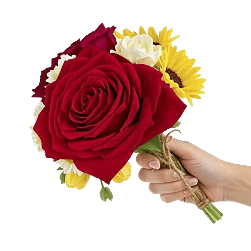 Blushing Rose Symphony