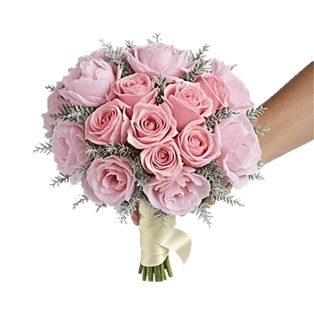 Pastel Pink Roses